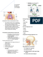 Human Respiratory System