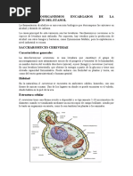 Los Microorganismos Encargados de La Fermentación Del Etanol