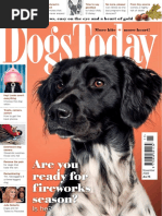 Dogs Today Uk November 2022