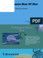 Portuguese Man of War Physalia Physalis