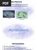 8 Aula - Protozoários e Algas - Cópia