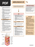 Anatomia Piel-Cuadro