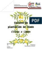 Cultivo Plantacion de Limón