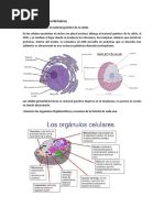 Histologiaaa