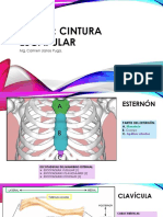 Guía 4 Cintura Escapular