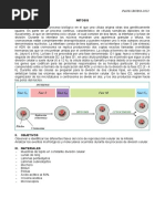 P14 Mitosis