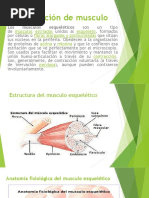 Sistema Muscular