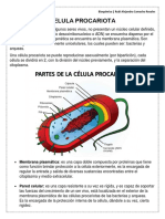 Celula Procariota