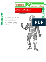 Los Musculos para Segundo de Primaria