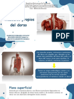 Seminario Musculos Propios Del Dorso