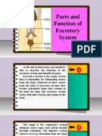 Science 6 - Q2 - L4 - Parts and Function of Excretory System