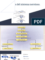 Histogenesis Del Sistema Nervioso