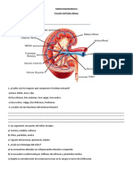 Taller Sistema Renal