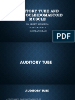 Auditory Tube and Sternocleidomastoid Muscle