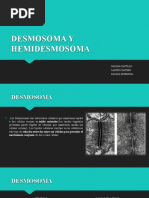 Desmosoma y Hemidesmosoma