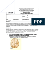 Previo 4 Sistema Nervioso Central