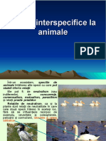 Relatii Interspecifice La Animale. Relatii Intraspecifice.