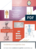 Esqueleto Axial - Columna Vertebral