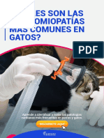 Cardiomiopatías en Felinos