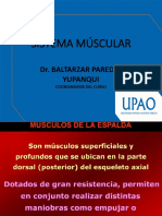 6.-Sistema Muscular 2