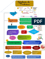 Flujograma Sintesis de Proteinas