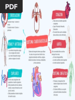 Sistema Cardiovascular