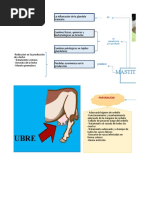 Mastitis Trabajo