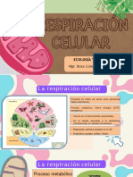 Respiración Celular Aeróbica - Aneróbica