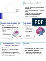 Anaphy Notes, I - Cells, Cell Division and Tissue