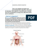 Anatomía y Fisiología Del Aparato Digestivo