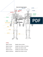 Sistema Locomotor