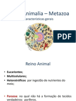 Reino Animalia - Metazoa