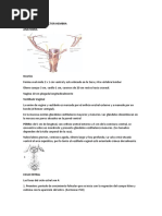 Aparato Reproductor Hembra