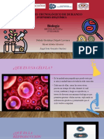 Meiosis, Mitosis y Citocinesis 2