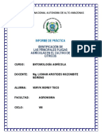 Informe Identificacion Plagas de Citricos