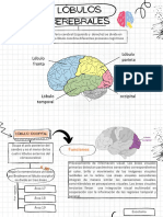 Lóbulos Cerebrales