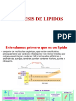 Sintesis de Lipidos