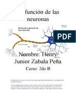 La Función de Las Neuronas