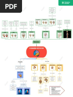 Cerebro Humano