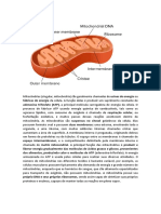 Fichas - Organelas Citoplasmáticas