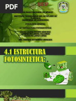 4.1 Estructura Fotosintetica PDF