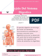 Tejido Del Sistema Digestivo