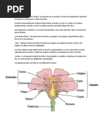 La Flor y Sus Partes