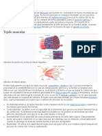 Sistema Muscular