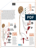 INFOGRAFIA Sistema Nervioso Autonomo BILLIKEN