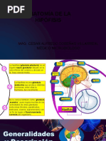 Anatomia de La Hipófisis