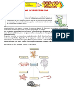 Los Invertebrados para Quinto Grado de Primaria