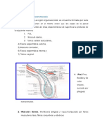 Anatomía y Fisiopatología