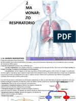 Tema 2B. El Sistema Cardiopulmonar-Respiratorio