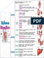 Mapa Del Sistema Digestivo